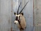 African Gemsbok Shoulder Mount Outstanding Piece