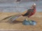 Full Body Mount Golden Pheasant overall dimensions 15