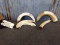 Group Of Hippo Tusks 2 Ready For Mounting On A Display