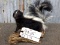 Full Body Mount Baby Skunk On Driftwood Base New Mount