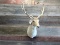 Blonde Fallow Deer Shoulder Mount