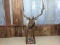 7x7 Elk Pedestal Mount Repaired Antler