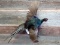 Flying Ringneck Melanistic Pheasant 28