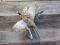 Flying Ringneck Pheasant Mount On Habitat Hanging Base