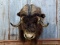 Shoulder Mount Musk Ox Some hair Has Been Replaced