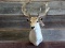 Shoulder Mount Fallow Deer Gnarly Non Typical Antlers