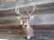 Shoulder Mount Whitetail 6x7 Typical Frame Long Main Beams Antlers
