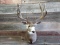 Big Shoulder Mount Mule Deer 4x5 Antlers Have Been Coated