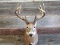 Shoulder Mount Whitetail Main Frame 6x6 With Extras