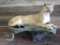 NICE Full Body Mount Mountain Lion On Light Weight Artificial Rock Base