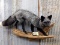 Full Body Mount Silver Ranch Fox On Driftwood Hanging Base