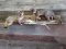 2 Full Body Mount Grey Foxes On Driftwood Hanging Base Nice Clean Mount