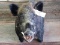Shoulder Mount Russian Wild Boar Good Size Hog In Great Condition