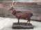 Full Body Mount Rusa Stag Nice Mount
