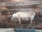 Full Body Mount Caribou On Light Weight Roll Around Base Nice Clean Mount