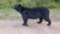Full Body Mount Free Standing Black Bear Great Piece Thick Prime Fur