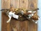 3 Full Body Mount Alaskan Ptarmigans On Habitat Hanging Base