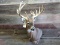 Shoulder Mount Whitetail With Big 21 point Antlers With A 25
