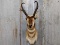 Shoulder Mount Pronghorn Antelope Big Horns