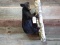 Full Body Mount Black Bear Cub Hanging On A Limb This Cute Little bear
