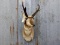 Shoulder Mount Pronghorn Antelope Great Color Big Horns