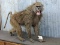 Full Body Mount Chacma Baboon Free Standing Aggressive Pose Cool Mount