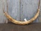 Woolly Mammoth Tusk Found In Alaska This Tusk Is Thousands Of Years Old