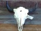 Large Herd Bull Buffalo Skull Professionally Cleaned & Whitened