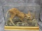 Full Body Mount Still born ranch whitetail fawn, in glass case