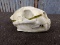 Mountain Lion Skull Professionally Cleaned & Whitened