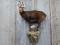 Full Body Mount Chamois On Light Weight Artificial Rock Hanging Base