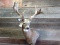Shoulder Mount Whitetail 26 Point Antlers Nice Clean Cutaway Mount