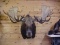 Huge Alaskan Moose NEW Shoulder Mount with 69
