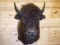 Large New Shoulder Mount Buffalo with thick winter fur He is 22