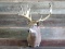 Shoulder Mount Whitetail 14 Points With Palmation 29