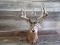 Shoulder Mount Whitetail Main Frame 4x4 Mid 150 Class