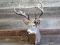 Shoulder Mount Whitetail Main Frame 4x5 With Gnarly Extras