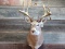 Shoulder Mount Whitetail Main Frame 4x5 With drop Tines