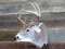 Shoulder Mount Whitetail Sneak Pose Short Hair Cape Nice Clean Mount