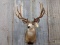 Shoulder Mount Mule Deer Big 5x5 With Flyers 31