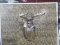 6x5 Typical Whitetail Shoulder Mount Slight Right Turn 19