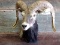 Shoulder Mount Mouflon Ram Big Wide Horns