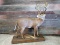 Full Body Mount Whitetail Buck Antlers Have Been Repaired