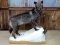 Full Body Mount Canadian Wolf Beautiful Thick Black Fur On Snowy Base