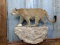 Full Body Mount Mountain Lion On Artificial Rock Hanging Base Nice Cat