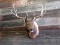 Shoulder Mount Elk 5x5 With Freak Droptine