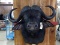 Shoulder Mount African Cape Buffalo Great Hair Heavy Bosses Nice Clean Mount