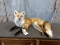 Full Body Mount Red Fox Laying Pose New Mount