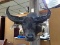 Water Buffalo Shoulder Mount Outstanding Piece Like New Mount