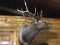 6x5 Bugling Elk Shoulder Mount 44” deep 52” high by 45” Wide